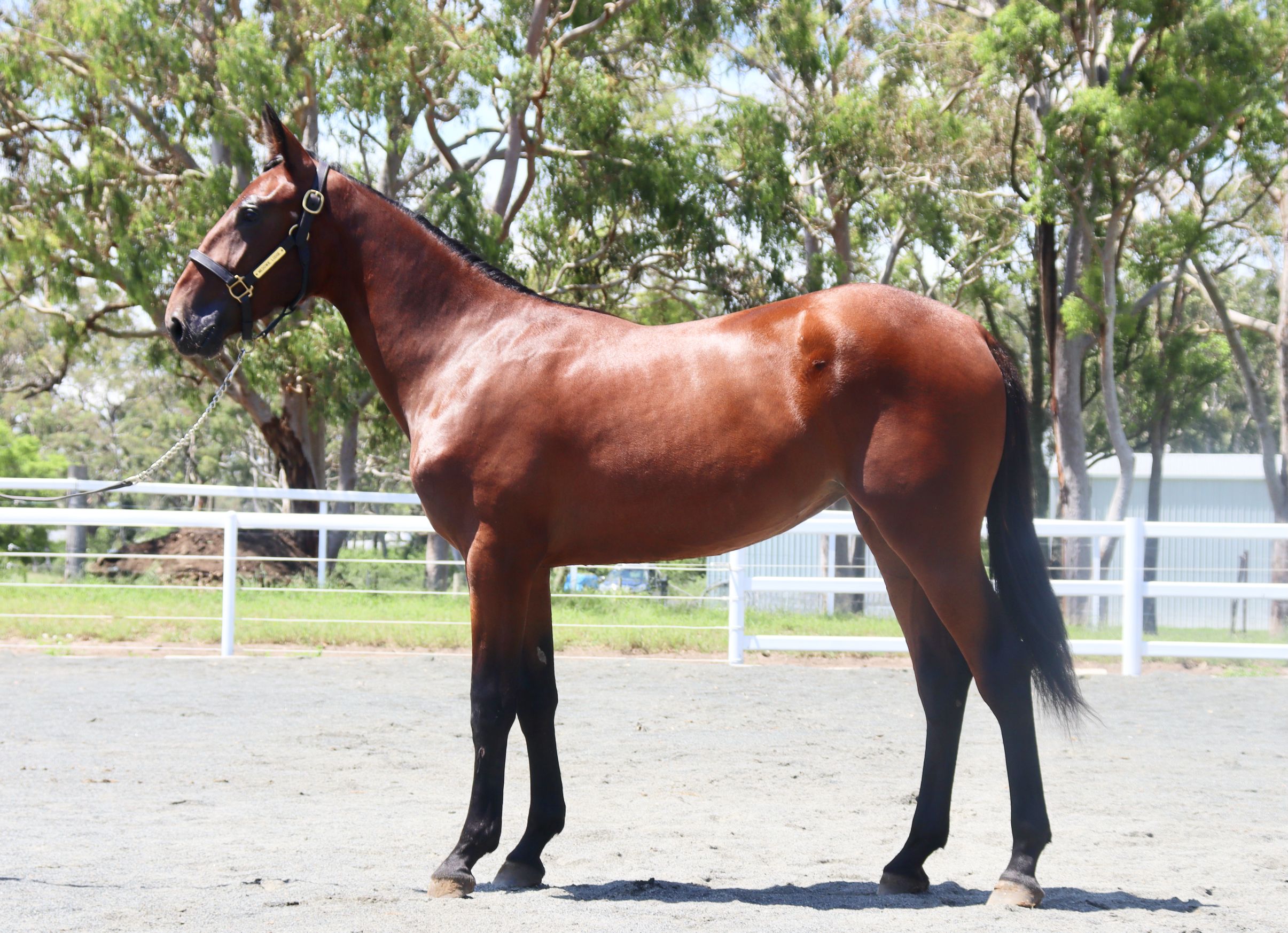 2022 FILLY OUT OF IMMEDIATE CHOICE